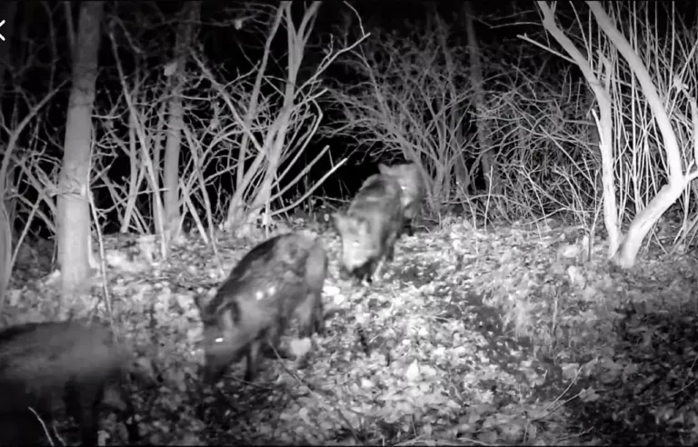Nachtaufnahme von Sauen auf einer Wildkamera im Revier