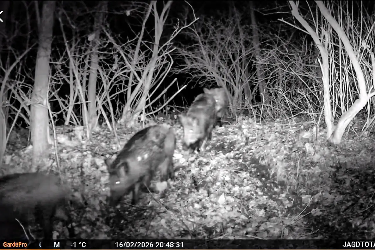 hirsch-kroatien Nachtaufnahme von Sauen auf einer Wildkamera im Revier